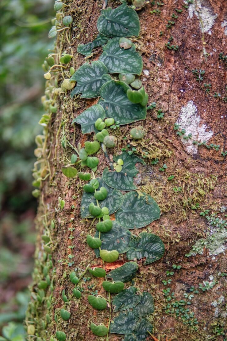 Puerto Maldonado Amazonas Peru