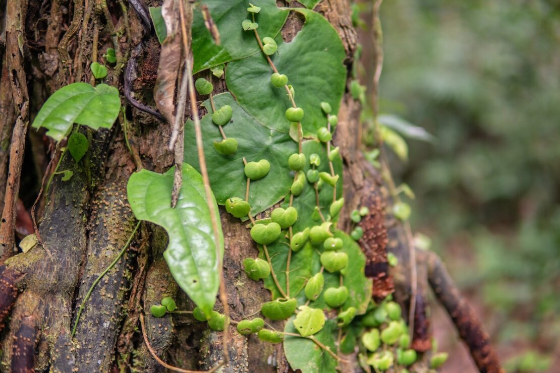 Puerto Maldonado Dschungel Peru