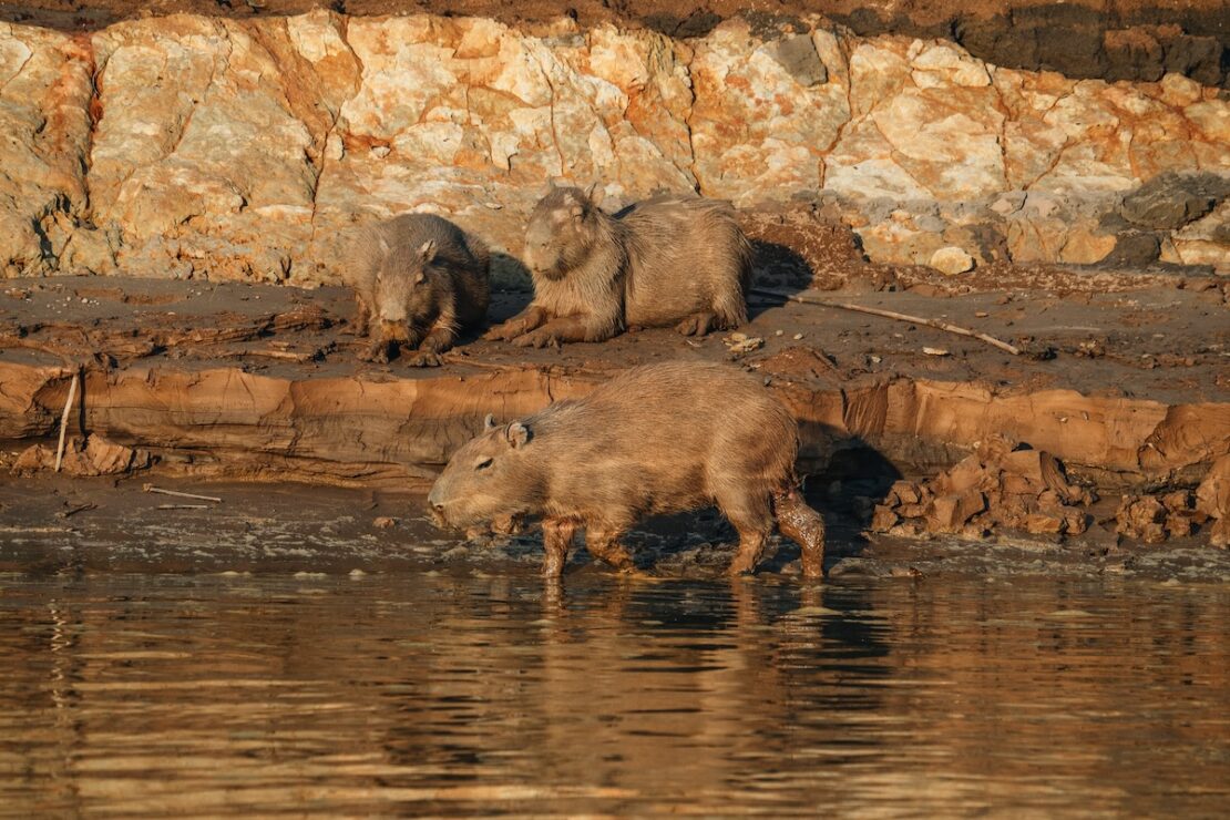 Puerto Maldonado Peru Wasserschweine Capybaras im Amazonas Regenwaldes am Tambopata Fluss