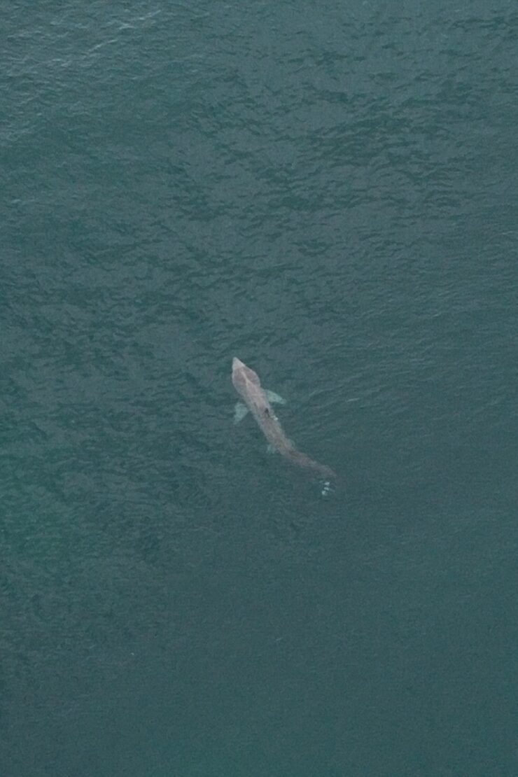Riesenhai (Basking Shark) am Slea Head Drive