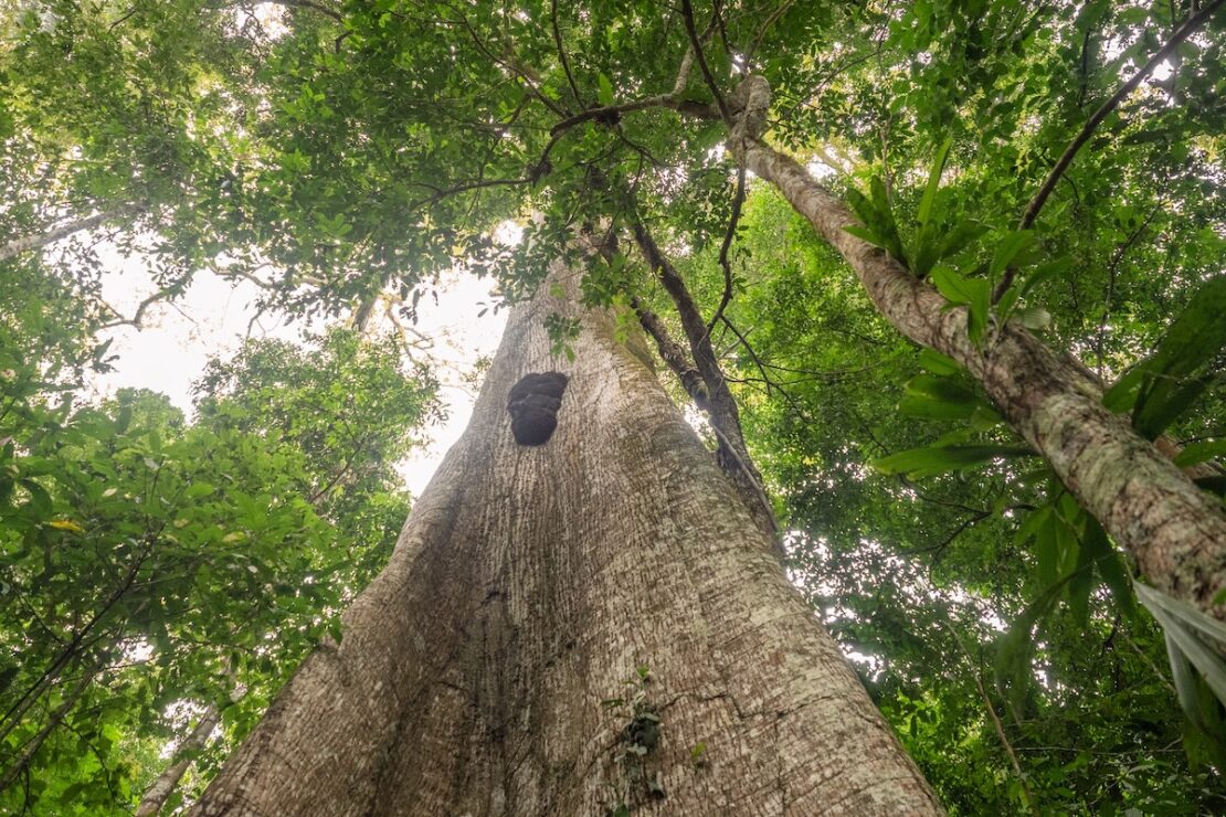 Riesige Bäume im Amazonas Peru