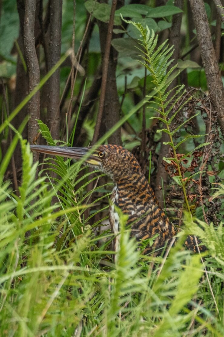 Vogel im Amazonas Regenwald in Peru