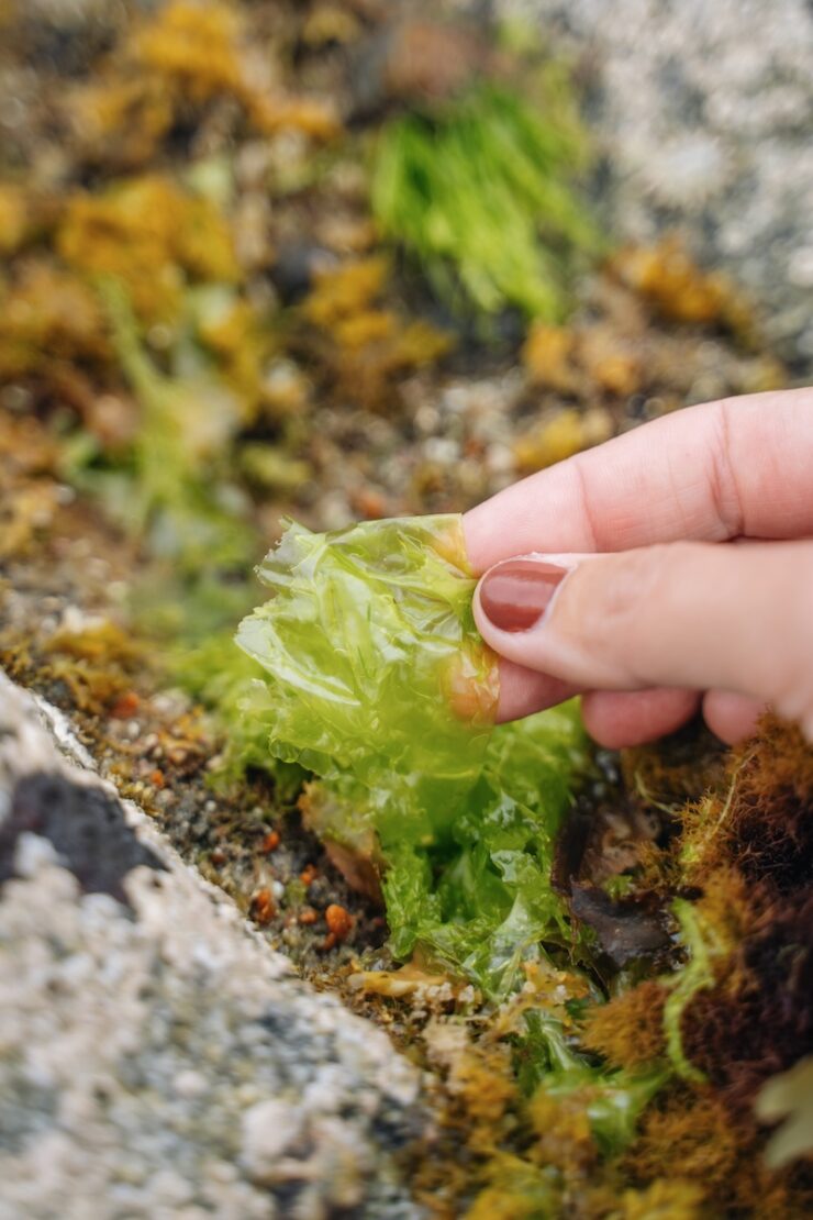 Algen in Plouguerneau