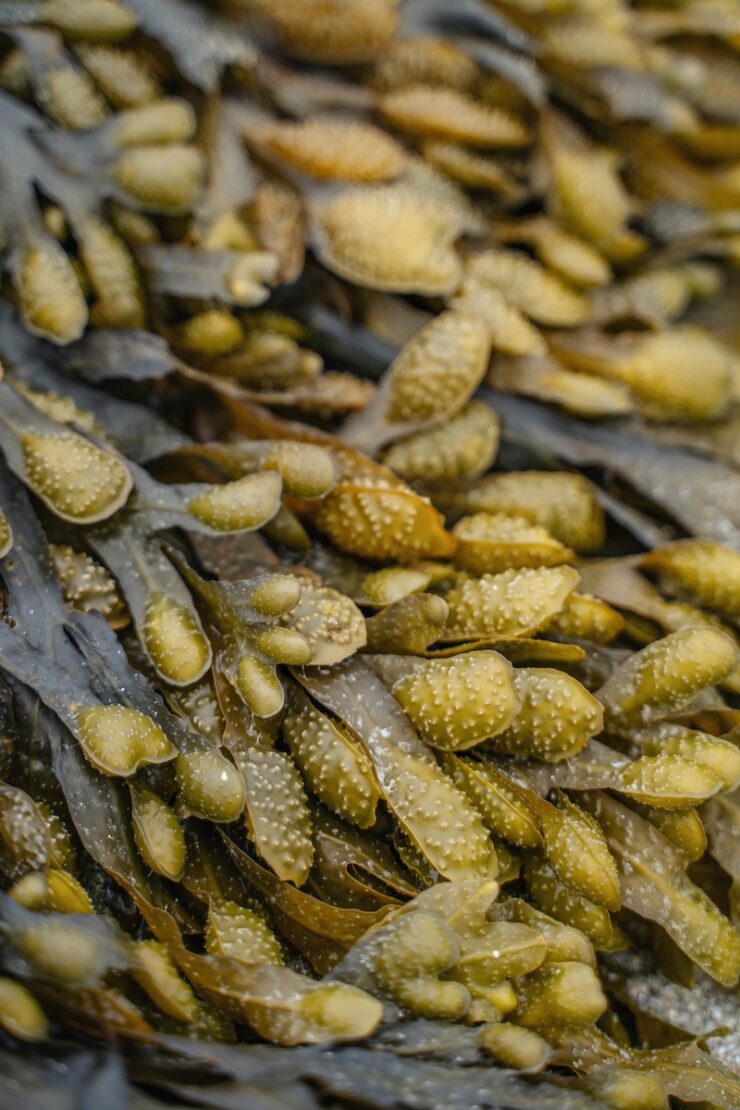 Algenführung Ecomusée in Plouguerneau Bretagne