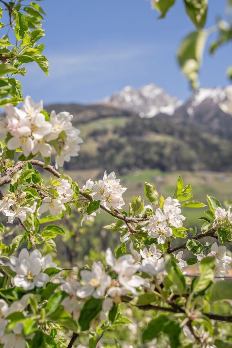Apfelblüte in Südtirol im Frühling
