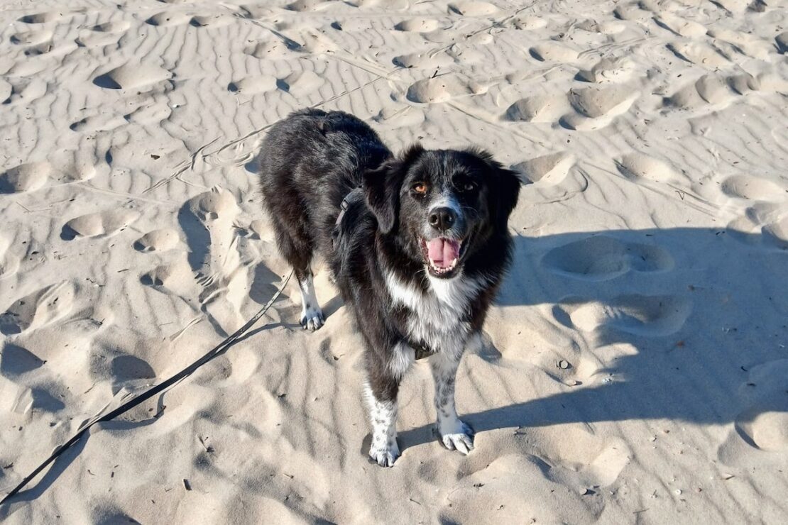 Die meisten Hunde lieben Urlaub am Meer