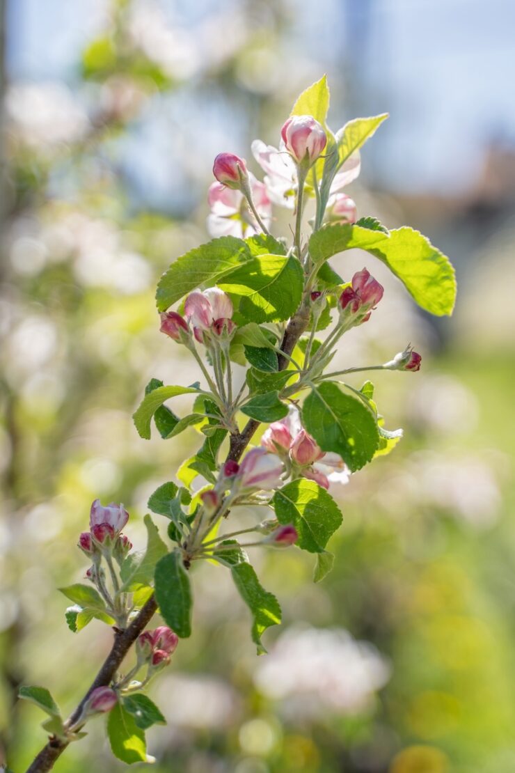 Europäische Reiseziele im Frühling Südtirol
