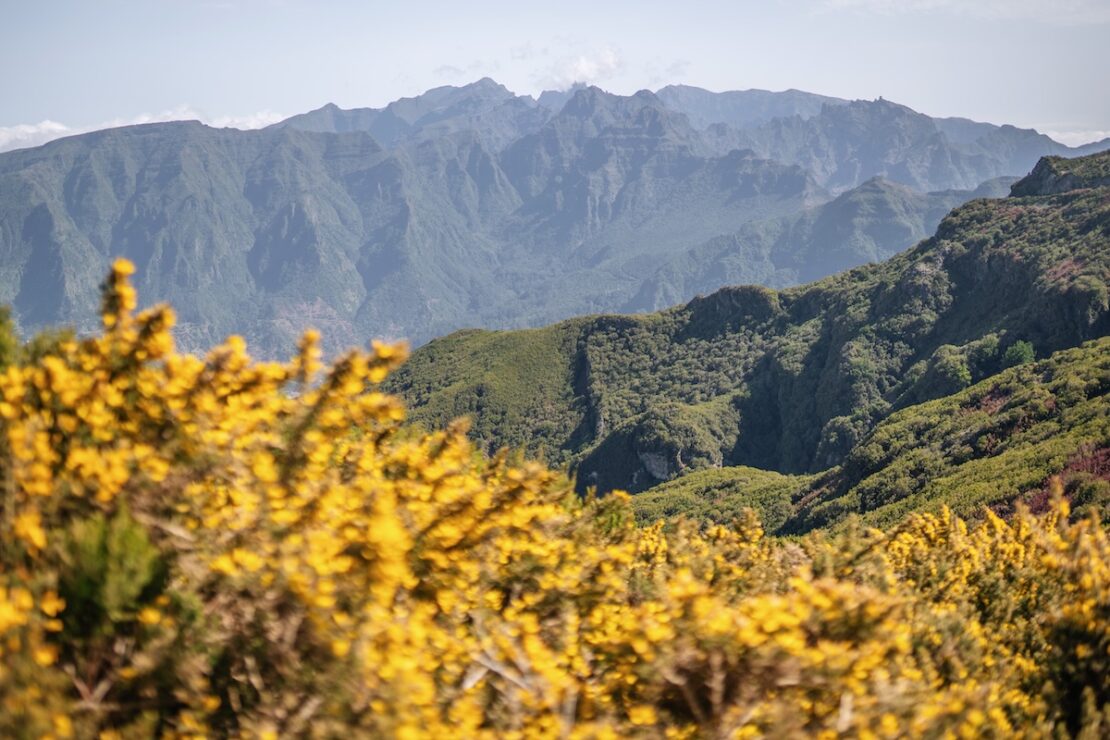 Im Frühling blüht auf Madeira der Ginster