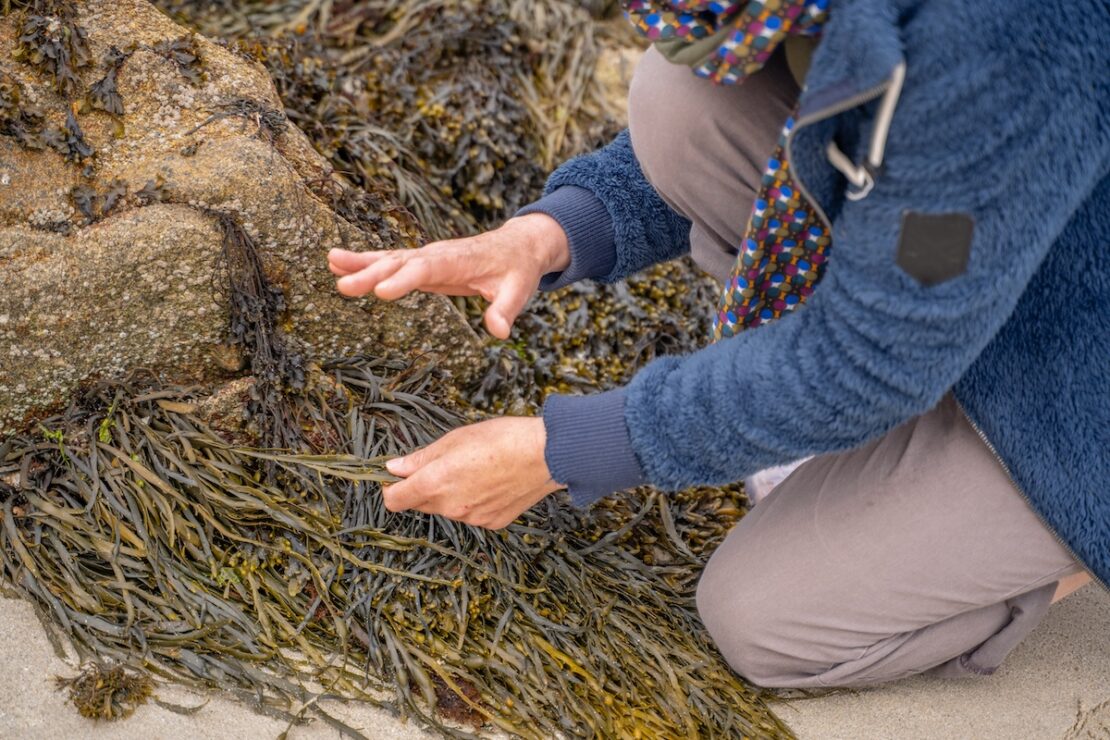 In der Bretagne wachsen mehr als 800 Algenarten