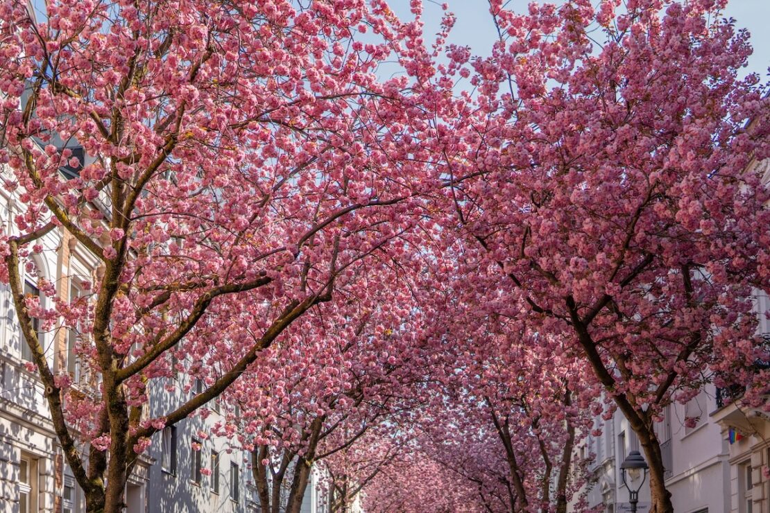 Reiseziele im Frühling Kirschblüte in Bonn