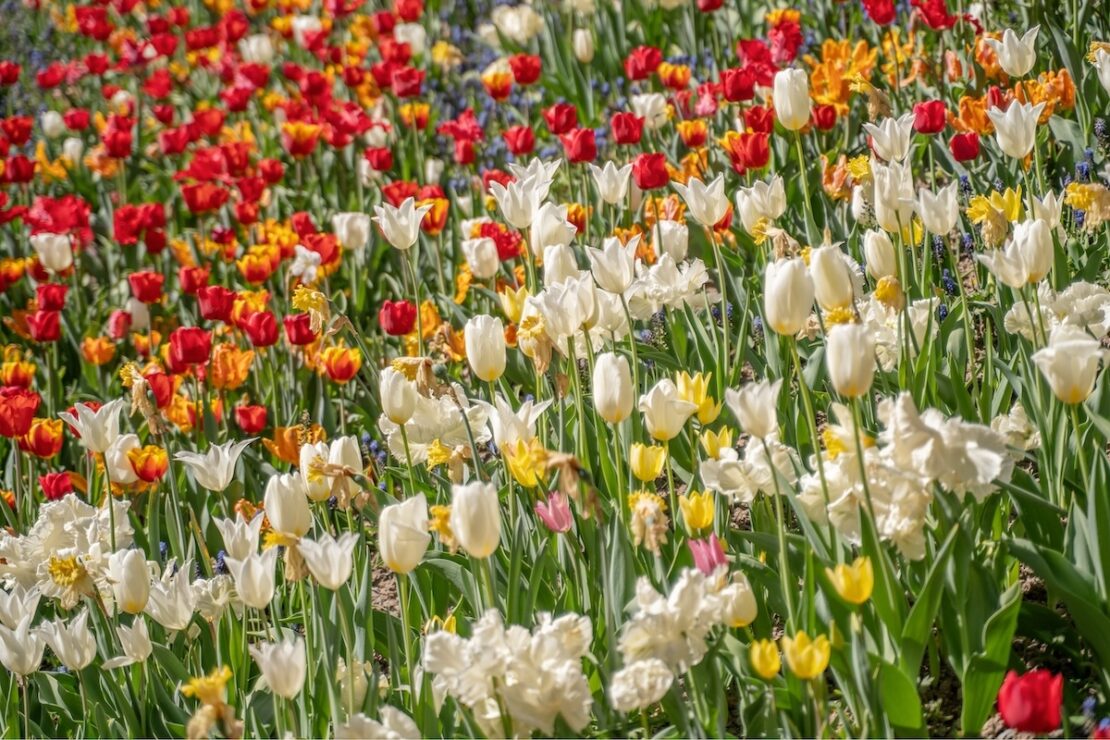 Reiseziele im Frühling Tulpenblüte in Holland