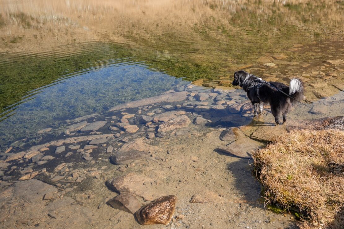 Urlaub mit Hund am See