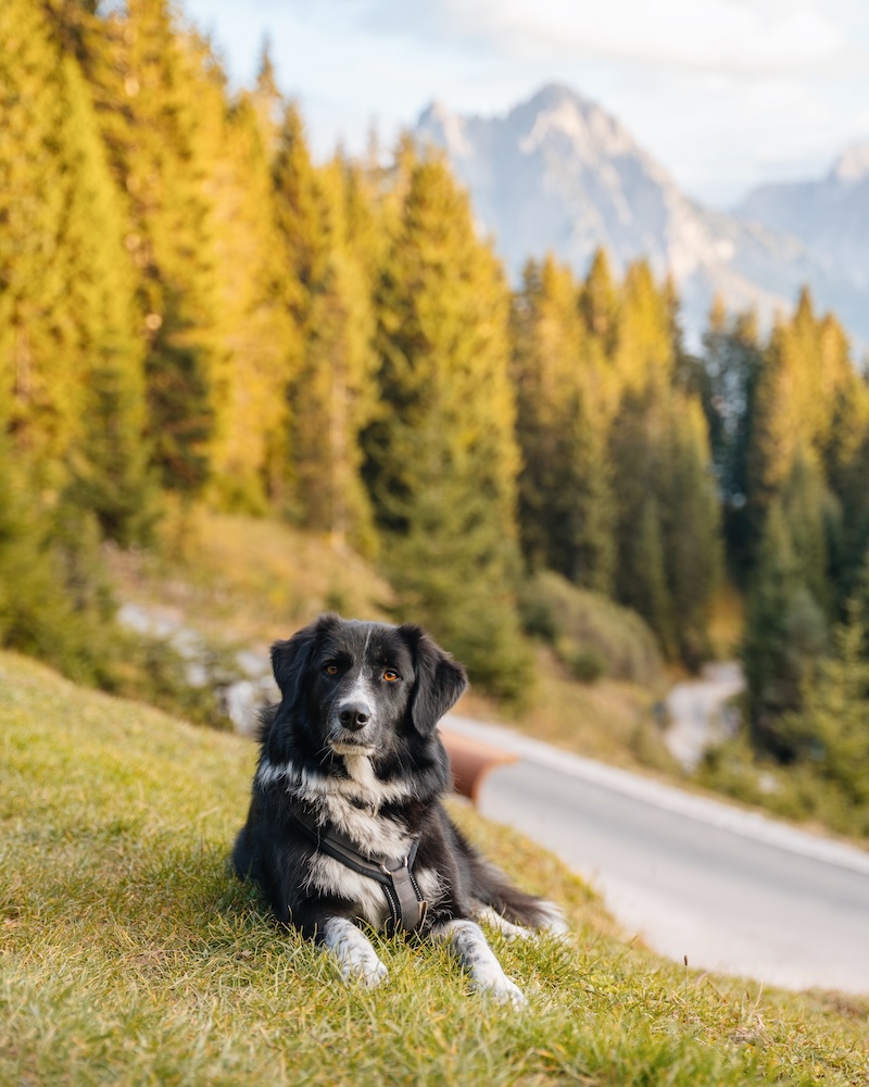 Wo kann man Urlaub mit Hund machen