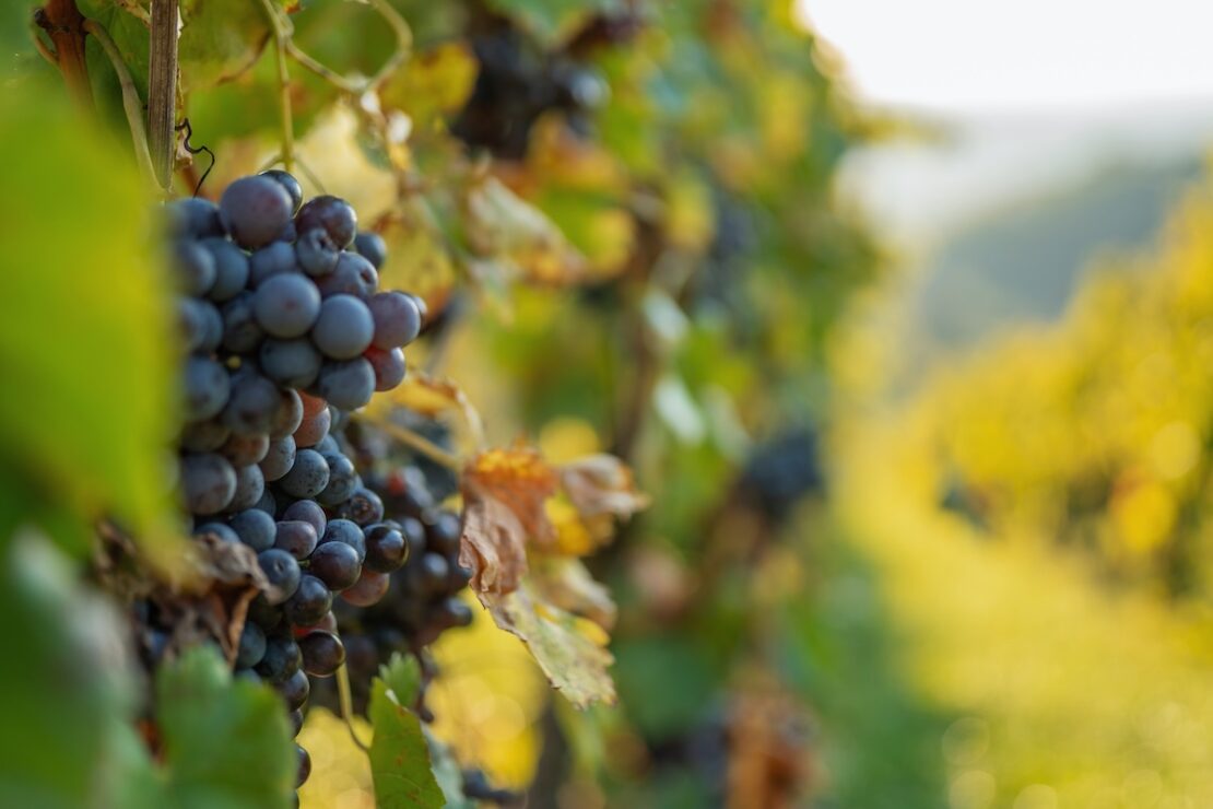 Weinwanderweg Stuttgart