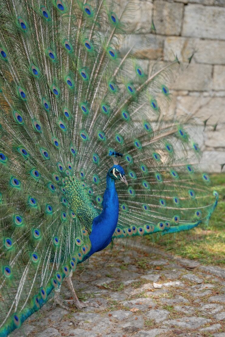 Blauer Pfau in den Jardins do Palácio de Cristal Porto Sehenswürdigkeiten