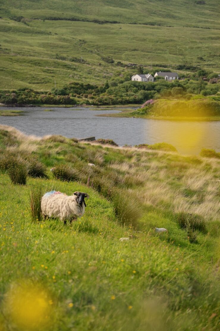 Schafe am Killary Fjord