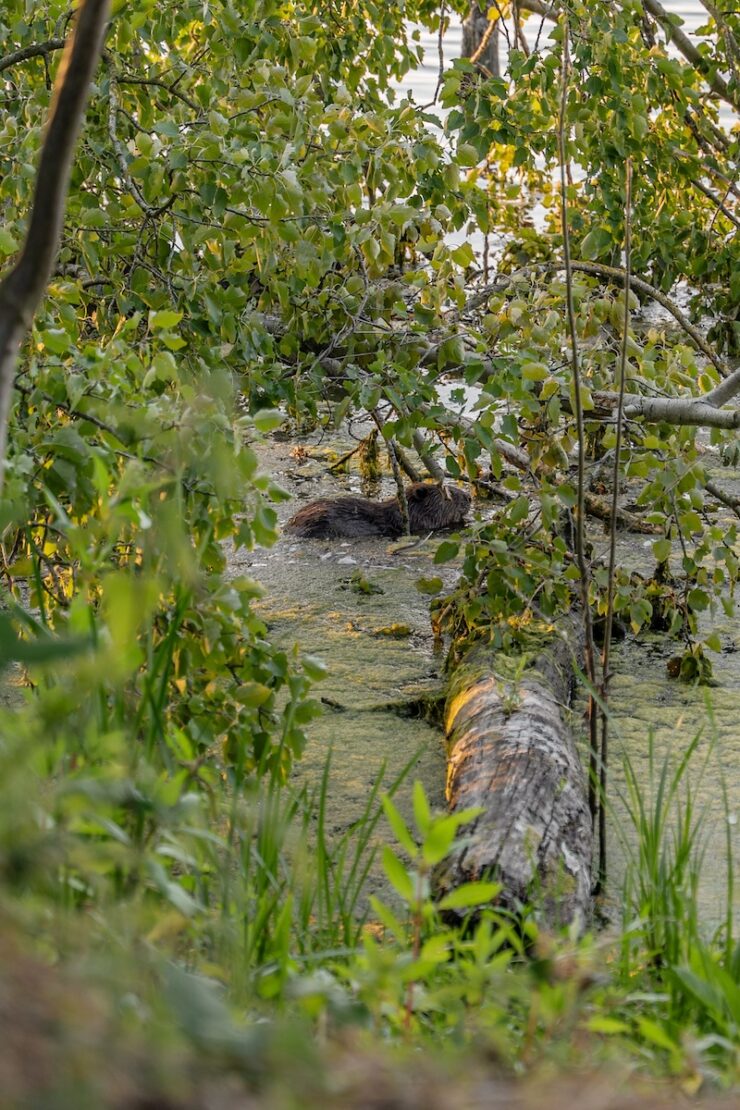 Biber im Biesbosch Nationalpark