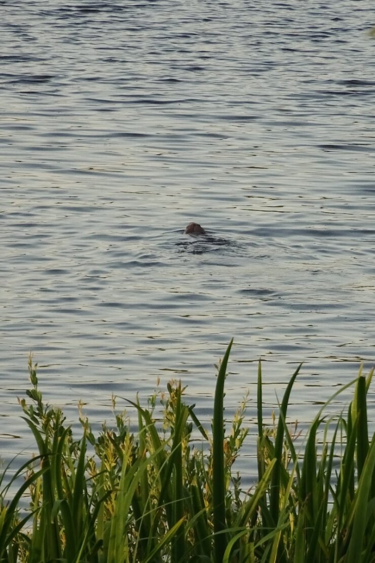 Biber im Nationalpark de Biesbosch