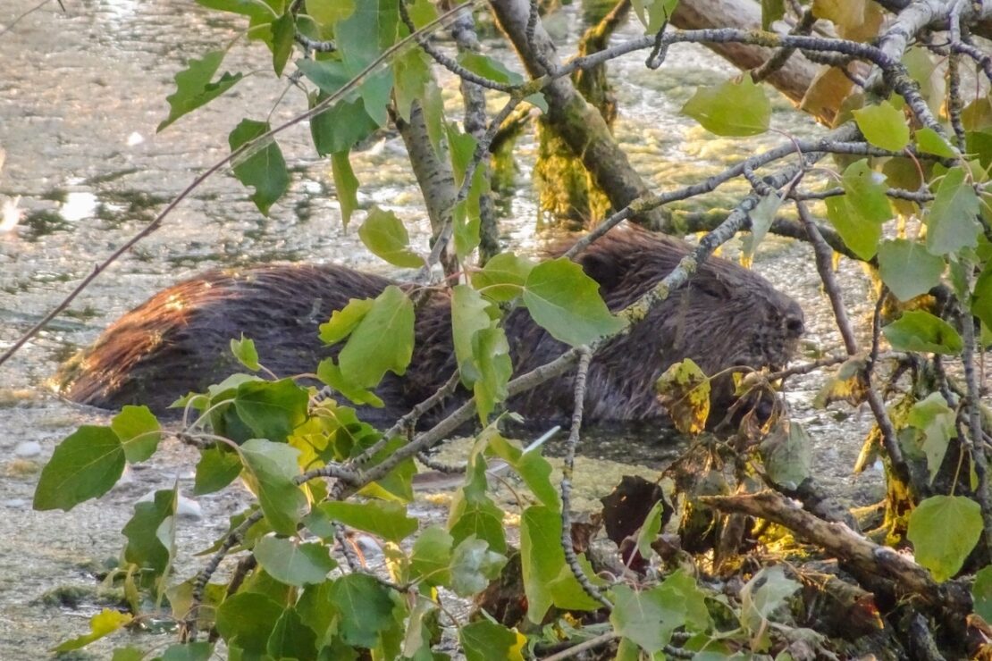 Bieber im Nationalpark de Biesbosch in den Niederlanden