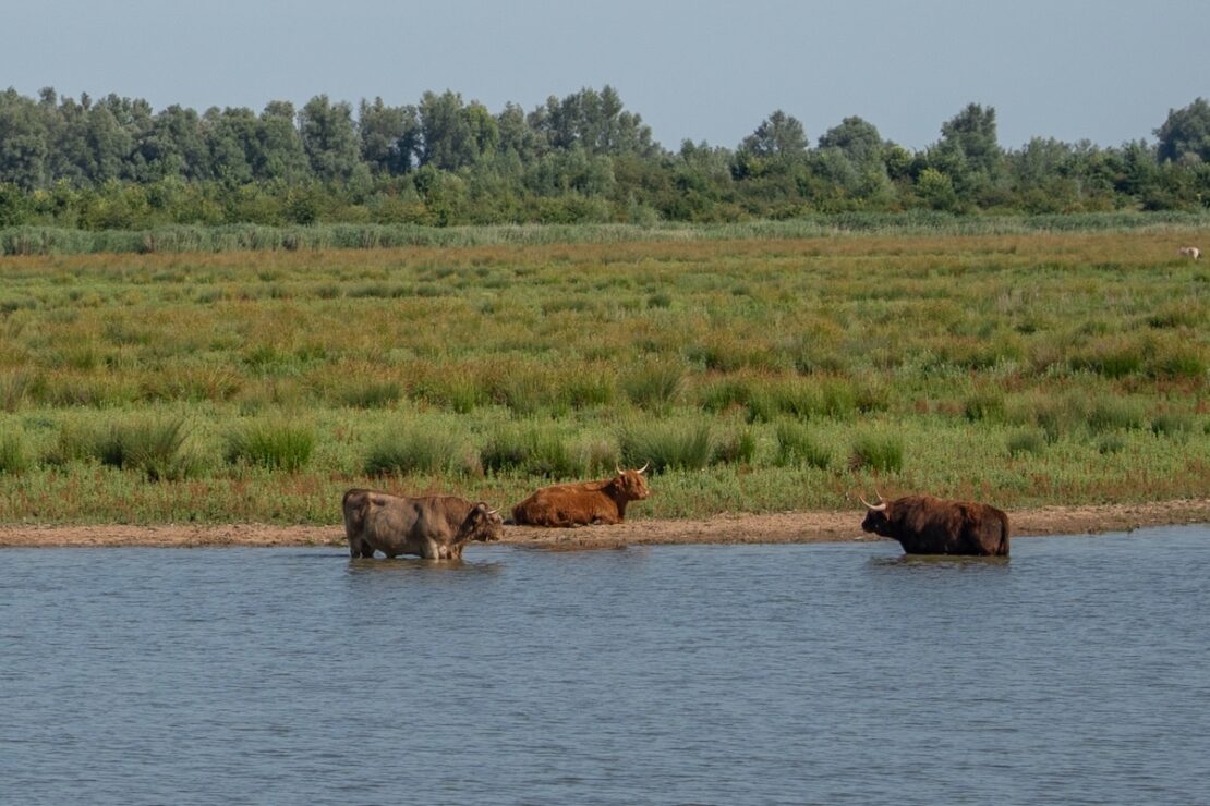 Auch Schottische Hochlandrinder und Wasserbüffel sind hier zuhause