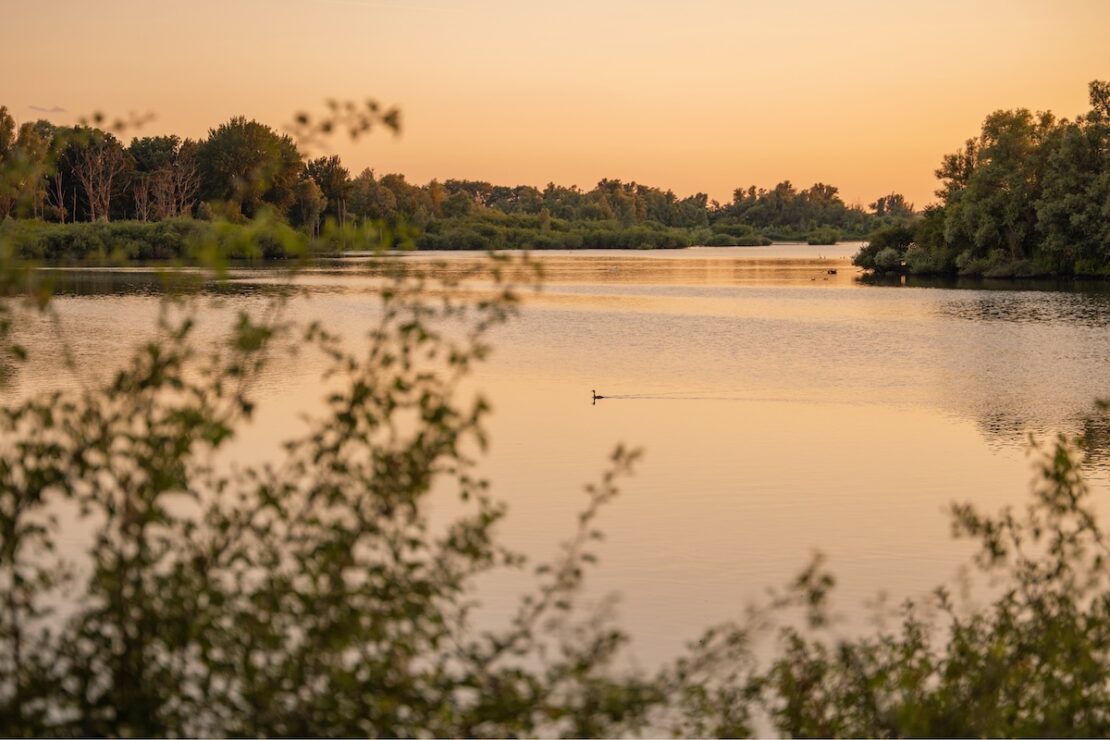 Natur im Biesbosch Nationalpark in den Niederlanden