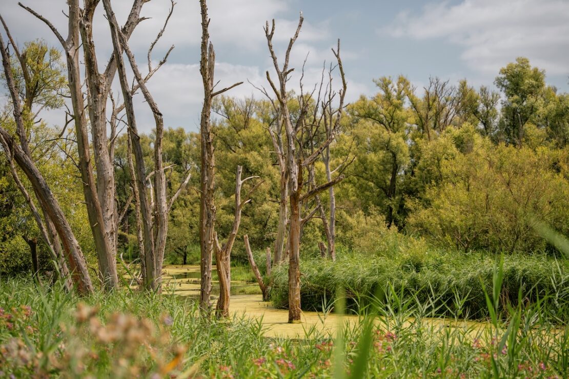 Naturparadies Nationalpark De Biesbosch