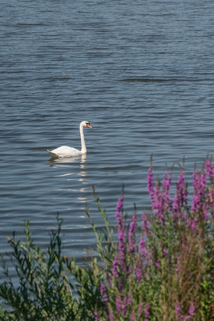 Schwan im Biesbosch Nationalpark