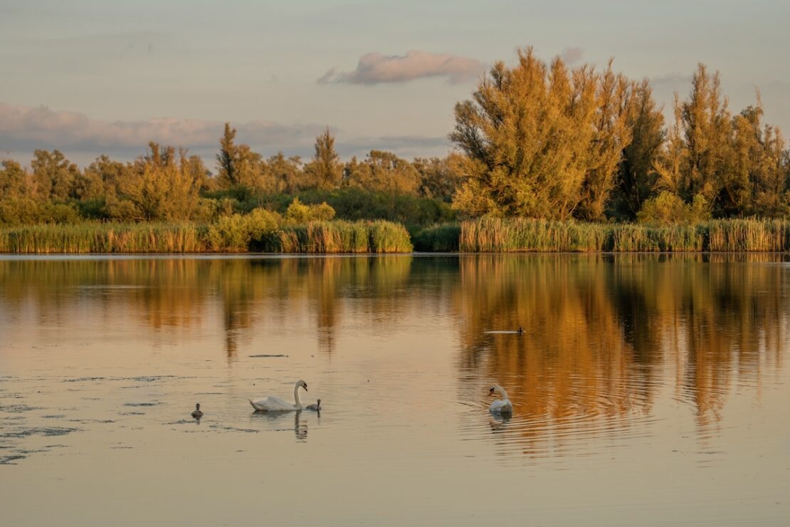 Tierbeobachtungen im Nationalpark De Biesbosch