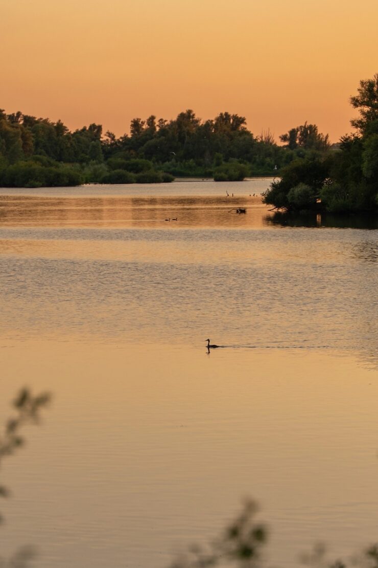 Tiere im Wasserlabyrinth Biesbosch in den Niederlanden