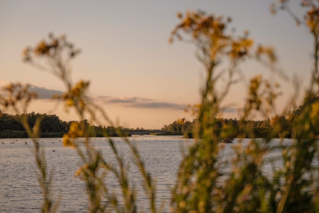 Wasservögel im Nationalpark De Biesbosch in den Niederlanden
