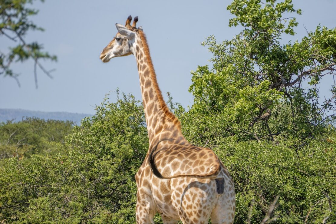 nachhaltige suedafrika safari