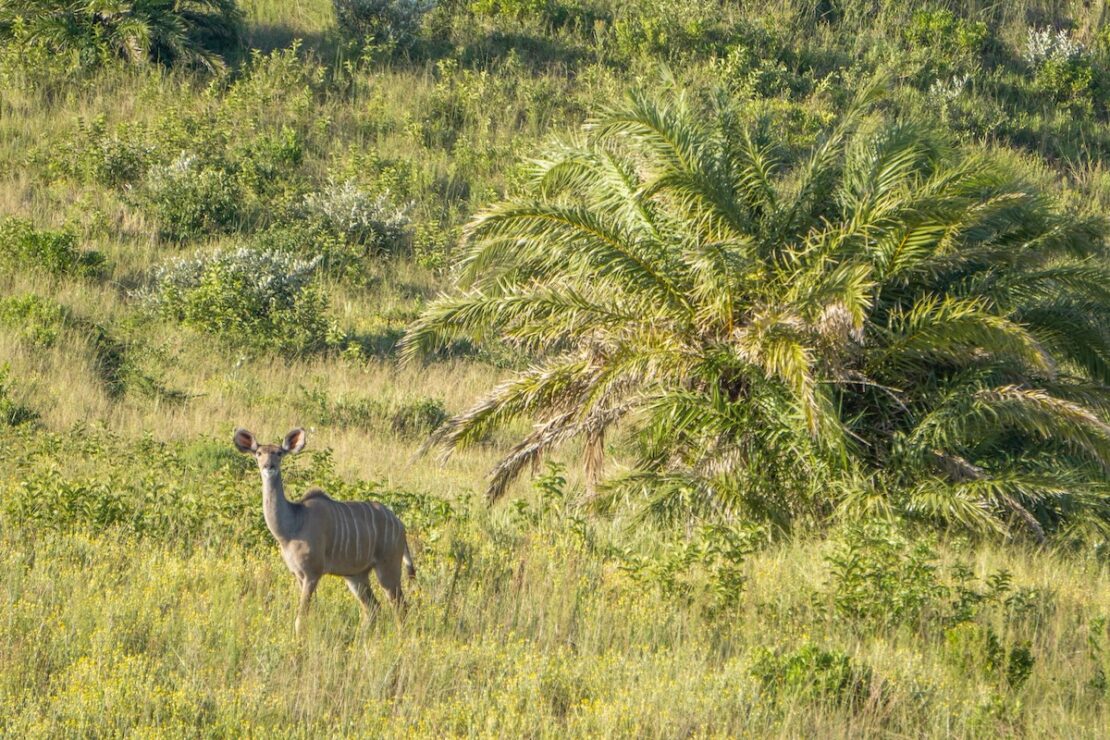 nachhaltiger suedafrika urlaub