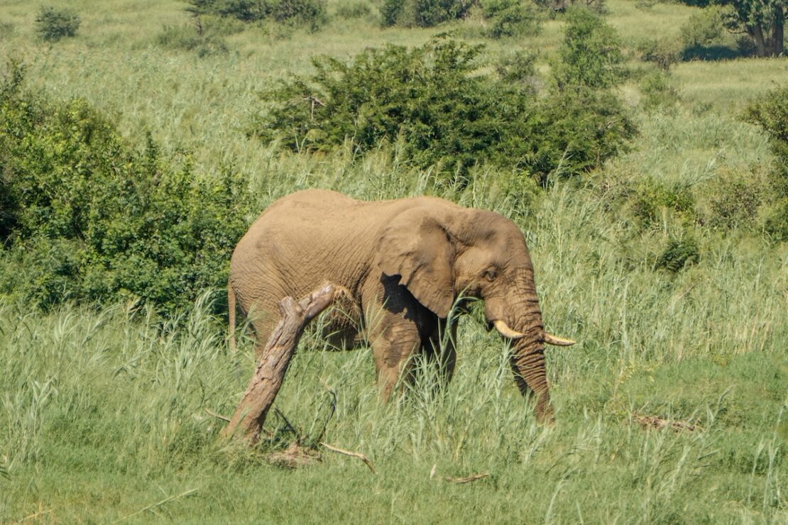 suedafrika tierschutz