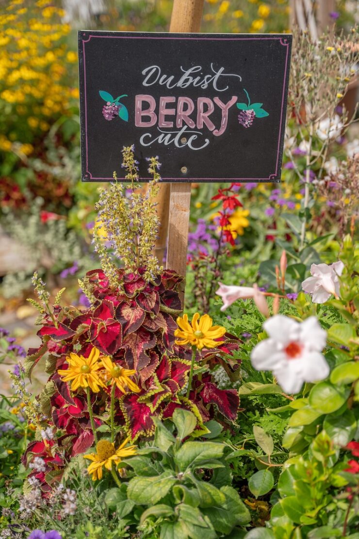 Sommergarten in der Altstadt Luebeck Sehenswuerdigkeiten