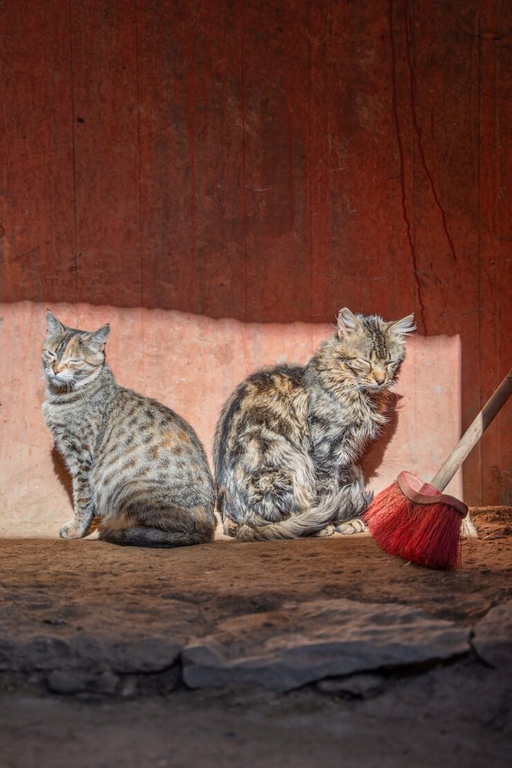 Katzen am Titicacasee