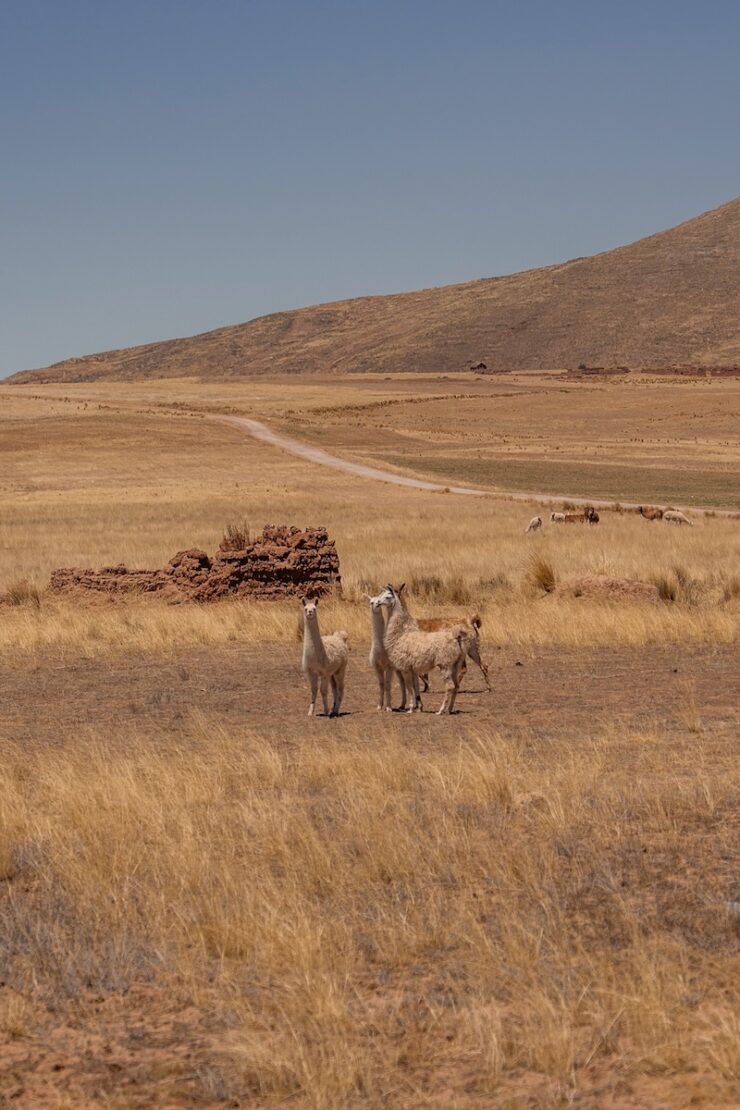 Lamas im Altiplano