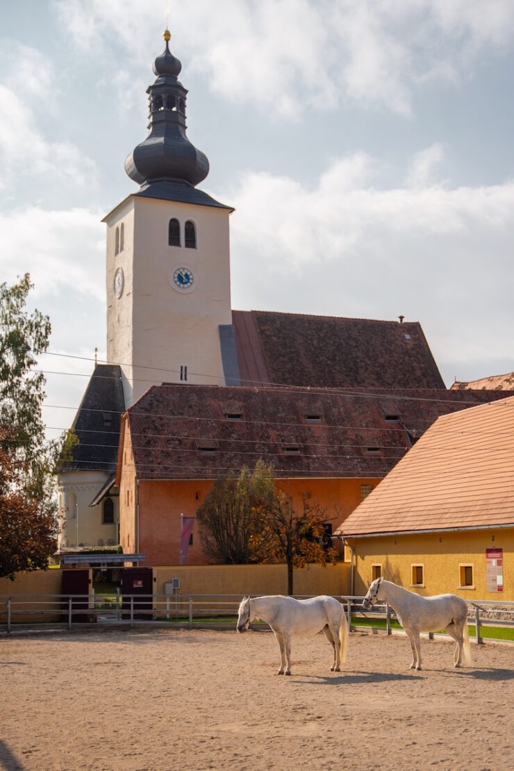 Lipizzaner im Gestüt Piber bei Graz
