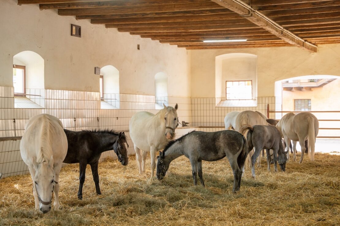 Lipizzanergestüt Piber bei Graz
