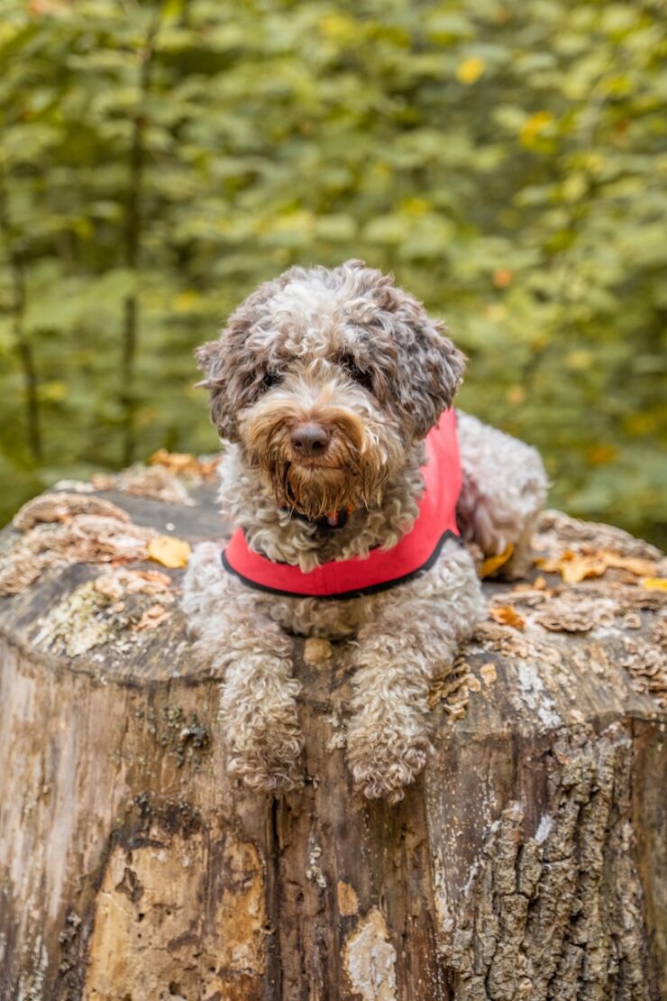 Trueffelhund Ophelia in Graz